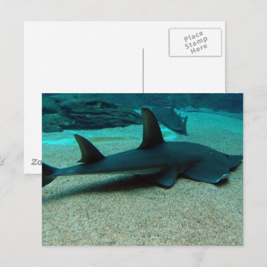 サメのハガキ ポストカード (正面/裏面)