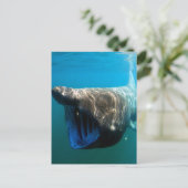 サメのバキング ポストカード (スタンド正面)