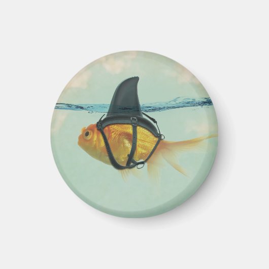 サメのヒレを持つ金魚 マグネット (正面)