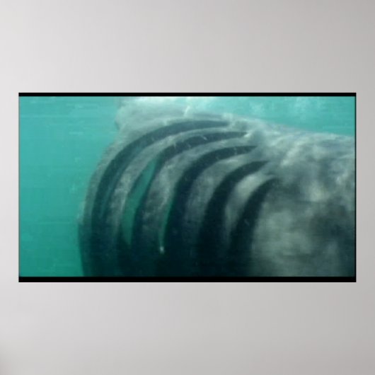 サメのポスターの後ろに ポスター (正面)