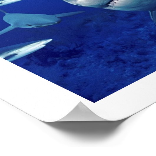 サメのポスター ポスター (角)