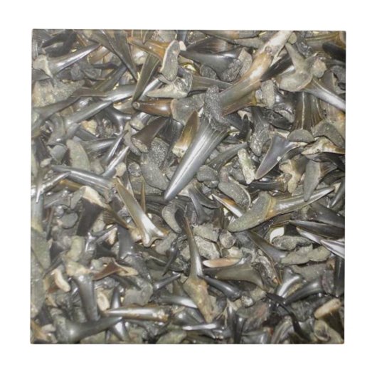 サメの化石の歯型 タイル (正面)