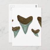 サメの歯 ポストカード (正面/裏面)