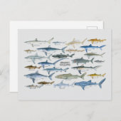 サメの種類のグラフ シーズンポストカード (正面/裏面)