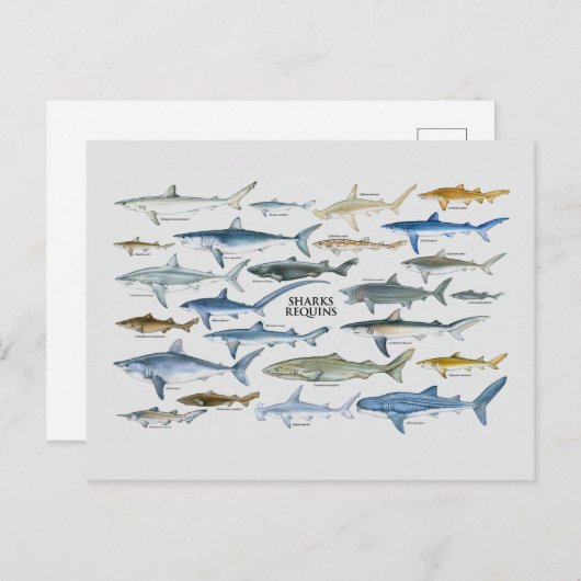 サメの種類のグラフ シーズンポストカード (正面/裏面)