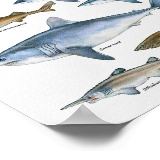 サメの種類のグラフ ポスター (角)