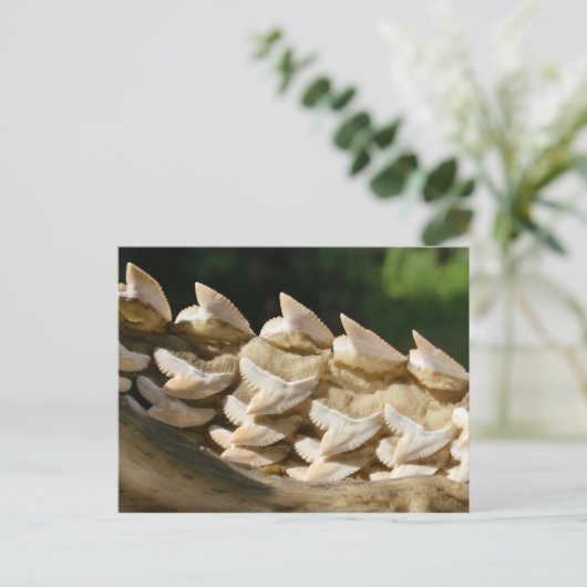 サメの顎骨と歯 ポストカード (スタンド正面)