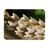 サメの顎骨と歯 マグネット (横)