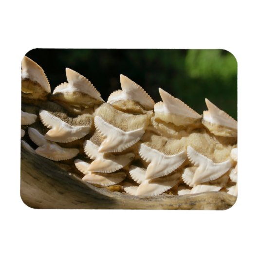 サメの顎骨と歯 マグネット (横)