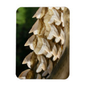 サメの顎骨と歯 マグネット (縦)