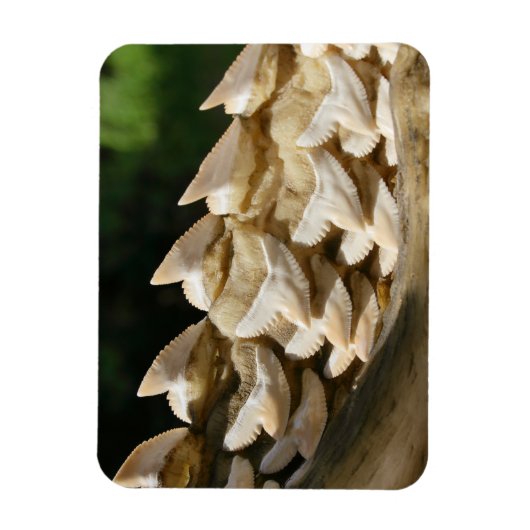 サメの顎骨と歯 マグネット (縦)