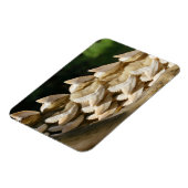 サメの顎骨と歯 マグネット (左側)