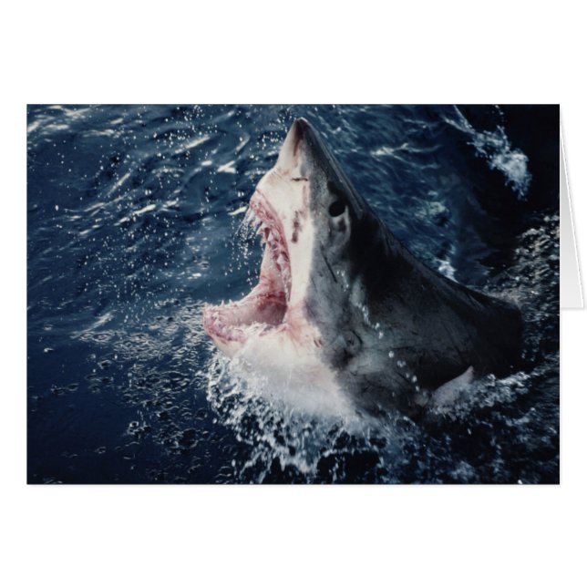 サメの高揚口が開いている (正面横)