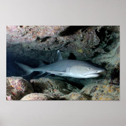 サメの魚はホームパーソナライズ運命の運命の ポスター (正面)