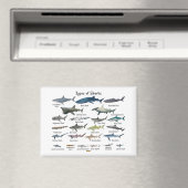 サメ図の種類 マグネット (インサイチュ (食洗機))