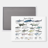 サメ図の種類 マグネット (正面/裏面)