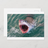 サメ来が海 ポストカード (正面/裏面)