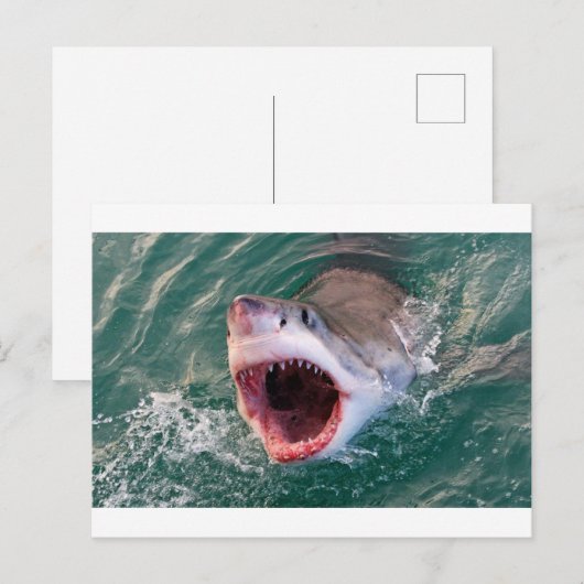 サメ来が海 ポストカード (正面/裏面)