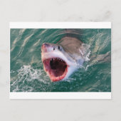 サメ来が海 ポストカード (正面)