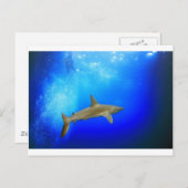 サメ水中深いブルー海 ポストカード (正面/裏面)