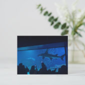 サメ水槽展示水族館 ポストカード (スタンド正面)