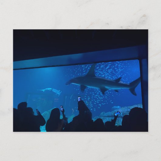 サメ水槽展示水族館 ポストカード (正面)