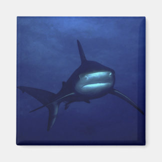 サメ磁石 マグネット