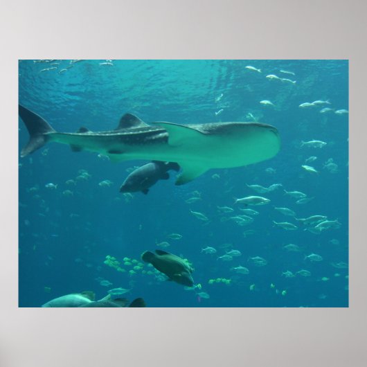 サメ礁 ポスター (正面)