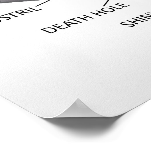 サメ解剖学 ポスター (角)