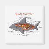 サメ解剖学 マグネット (正面)