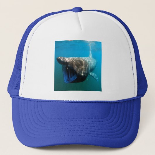 サメ魚海熱帯海デスティニーギフト キャップ (正面)
