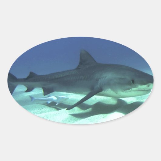 サメ魚海熱帯海デスティニーギフト 楕円形シール (正面)