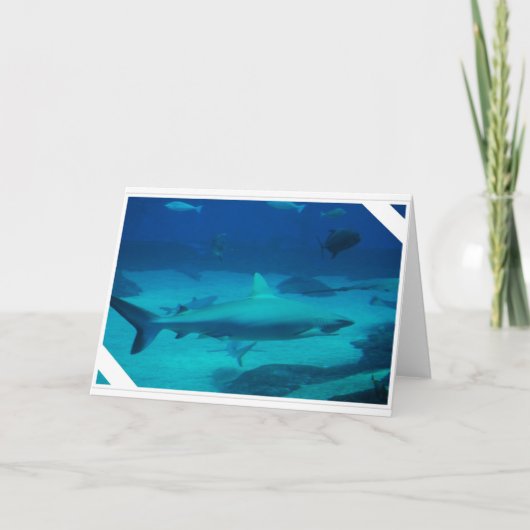 サメ カード (正面)