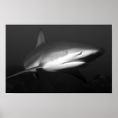 サメ ポスター (正面)