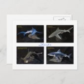 サメ ポストカード (正面/裏面)