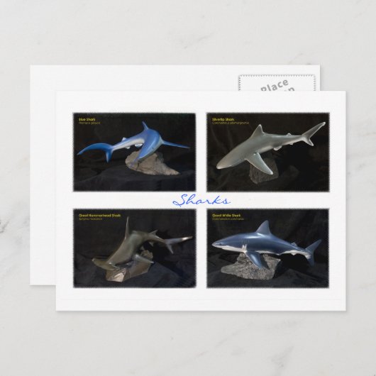 サメ ポストカード (正面/裏面)