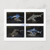 サメ ポストカード (正面)