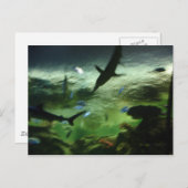 サメ ポストカード (正面/裏面)