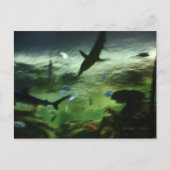 サメ ポストカード (正面)