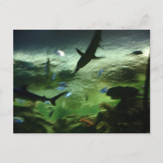 サメ ポストカード (正面)