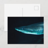 サメ ポストカード (正面/裏面)