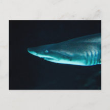 サメ