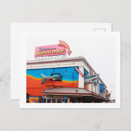 サメ ポストカード (正面/裏面)