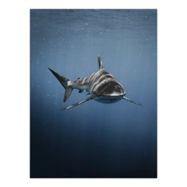 サメ - 厳しい海洋の捕食者 ポスター
