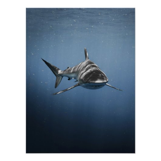 サメ - 厳しい海洋の捕食者 ポスター (正面)