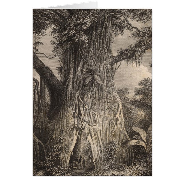 サモアの植生 (正面)