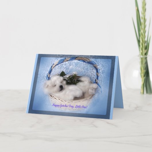 サモイの子犬グリーティングカード：「ゴッチャ」祝日 カード (正面)