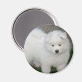 サモイの子犬 マグネット (正面/裏面)