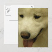 サモエイ救助葉書 ポストカード (正面/裏面)