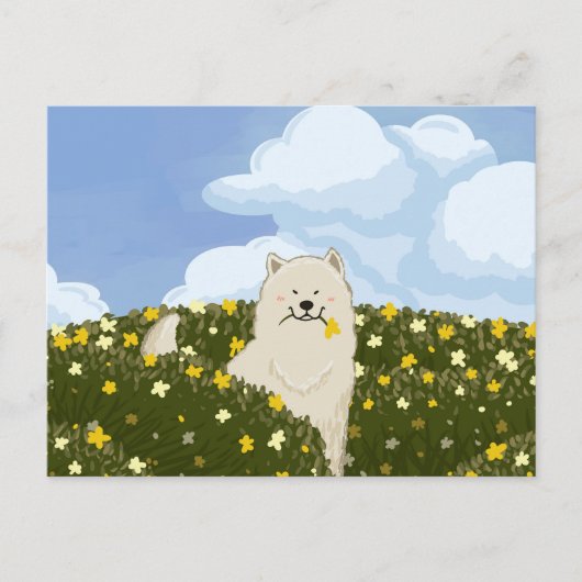 サモエドの可愛い犬と黄色い花畑 (青) ポストカード (正面)